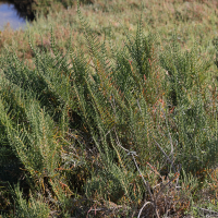sarcocornia_fruticosa2md (Sarcocornia fruticosa)