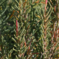 sarcocornia_fruticosa5md (Sarcocornia fruticosa)