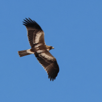 aigle_botte_-_hieraetus_pennatus3bd (Hieraetus pennatus)