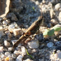 Aiolopus puissanti (Aiolope élancée, Aiolope de Kenitra)