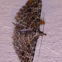 Alucita huebneri (Ornéode de Huebner)