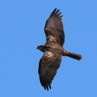 busard_des_roseaux_-_circus_aeruginosus15bd (Circus aeruginosus)