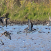 combattant_varie_-_philomachus_pugnax8bd (Philomachus pugnax)