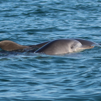 tursiops_truncatus6md (Tursiops truncatus)