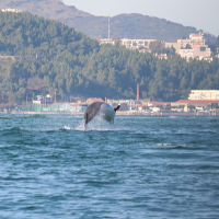 tursiops_truncatus7md (Tursiops truncatus)