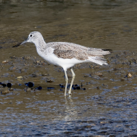 chevalier_aboyeur_-_tringa_nebularia13md (Tringa nebularia)
