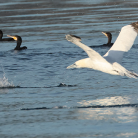 fou_de_bassan_-_morus_bassanus18md (Morus bassanus)