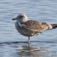 goeland_brun_-_larus_fuscus19md (Larus fuscus)