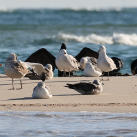 goeland_d-audouin_-_ichthyaetus_audouinii5md (Ichthyaetus audouinii)