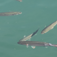 mugil_cephalus2bd (Mugil cephalus)