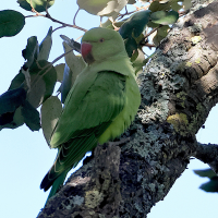perruche_a_collier_-_psittacula_krameri8md (Psittacula krameri)