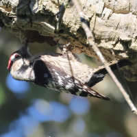 Dryobates minor (Pic épeichette)