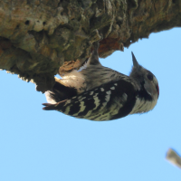 pic_epeichette_-_dryobates_minor2md (Dryobates minor)