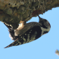 pic_epeichette_-_dryobates_minor3md (Dryobates minor)