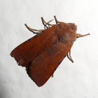 agrochola_lychnidis1md (Agrochola lychnidis)