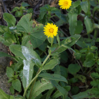 calendula_arvensis1bmd (Calendula arvensis)