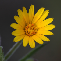 calendula_arvensis2amd (Calendula arvensis)