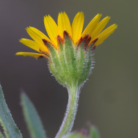 calendula_arvensis2bmd (Calendula arvensis)
