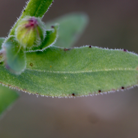 calendula_arvensis6md (Calendula arvensis)