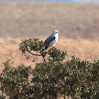 elanion_blanc_-_elanus_caeruleus3md (Elanus caeruleus)