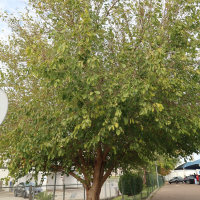 morus_nigra4md (Morus nigra)