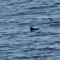 oceanite_tempete_-_hydrobates_pelagicus1bd (Hydrobates pelagicus)