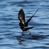 Hydrobates pelagicus (Océanite tempête)