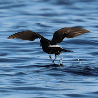 oceanite_tempete_-_hydrobates_pelagicus3bd (Hydrobates pelagicus)