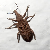 Rhytideres plicatus (Cjharançon du réséda)