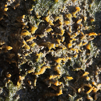 hymeniacidon_perlevis3md (Hymeniacidon perlevis)