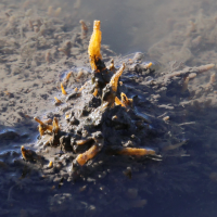 hymeniacidon_perlevis4bd (Hymeniacidon perlevis)