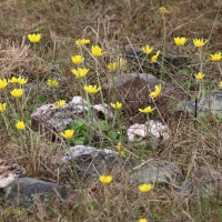 ranunculus_bullatus1md (Ranunculus bullatus)