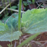 ranunculus_bullatus3md (Ranunculus bullatus)