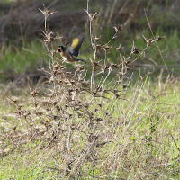 carthamus_lmanatu-s4md (Carthamus lanatus)
