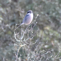 Lanius meridionalis (Pie-grièche méridionale)