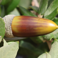 quercus_ilex14md (Quercus ilex)