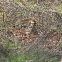 cochevis_de_thekla_-_galerida_theklae5bd (Galerida theklae)