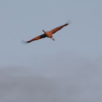 grue_cendree_-_grus_grus14md (Grus grus)