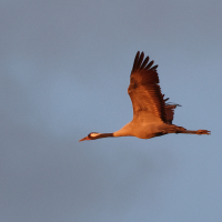 grue_cendree_-_grus_grus15md (Grus grus)