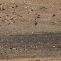 ouette_d-egypte_-_alopochen_aegyptiaca9md (Alopochen aegyptiaca)