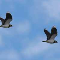 vanneau_huppe_-_vanellus_vanellus12bd (Vanellus vanellus)