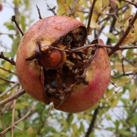 punica_granatum12md (Punica granatum)