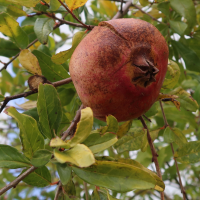 punica_granatum8md (Punica granatum)