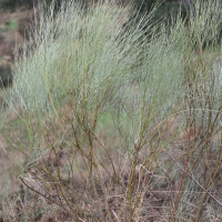 Retama sphaerocarpa (Genêt)