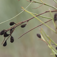 retama_sphaerocarpa2md (Retama sphaerocarpa)