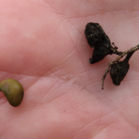 retama_sphaerocarpa3md (Retama sphaerocarpa)