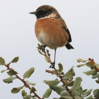 Saxicola rubicola (Tarier pâtre)
