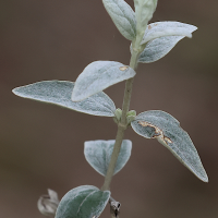 teucrium_fruticans7md (Teucrium fruticans)