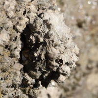 Amphibalanus improvisus (Balane imprévue)