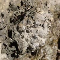 amphibalanus_improisus2md (Amphibalanus improvisus)